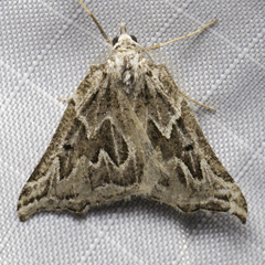 Plataea californiaria