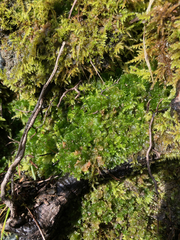 Paraphymatoceros pearsonii