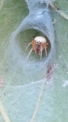 Araneus