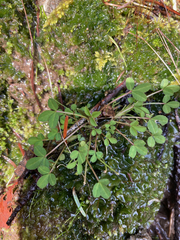 Trifolium wormskioldii