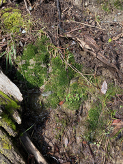 Trifolium wormskioldii