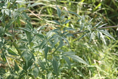 Bidens subalternans