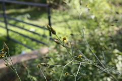 Bidens subalternans