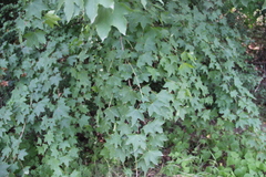 Acer laetum