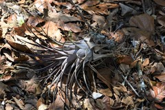 Tillandsia cucaensis