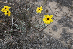 Helianthus niveus