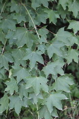Acer laetum