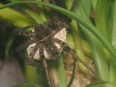 Heteropoda tetrica