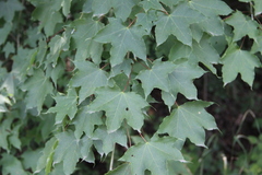Acer laetum