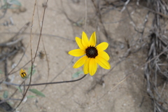 Helianthus niveus