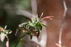 Dicliptera sciadephora