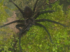 Heteropoda tetrica