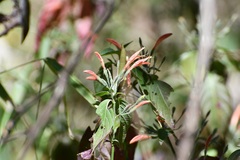 Dicliptera sciadephora