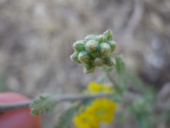 Achillea micrantha