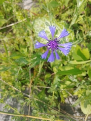 Centaurea cyanoides