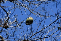 Marsdenia gualanensis