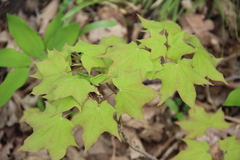 Acer laetum