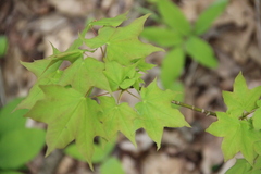 Acer laetum