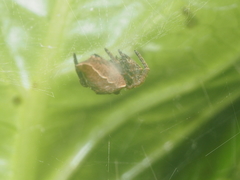 Cyrtophora exanthematica