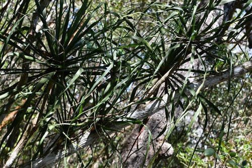 Beaucarnea goldmanii (Beaucarnea goldmanii)