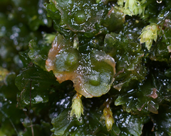 Paraphymatoceros pearsonii