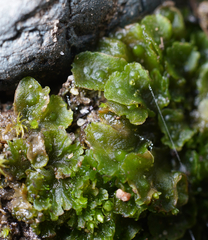Paraphymatoceros pearsonii