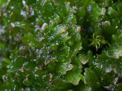 Paraphymatoceros pearsonii