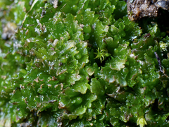 Paraphymatoceros pearsonii