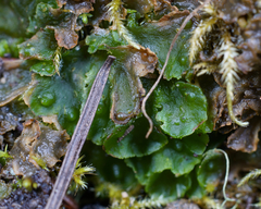 Paraphymatoceros pearsonii