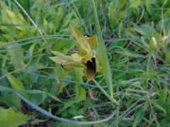 Iris tuberosa