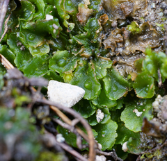Paraphymatoceros pearsonii