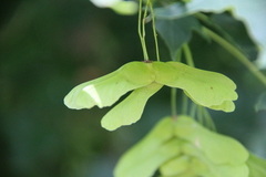 Acer laetum
