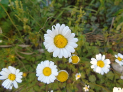Anthemis chia