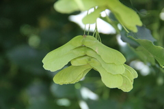 Acer laetum