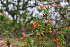 Diplacus parviflorus