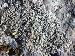 Phaeophyscia sciastra