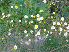 Anthemis chia