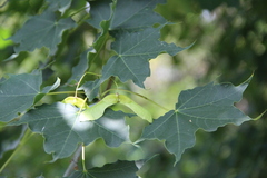 Acer laetum