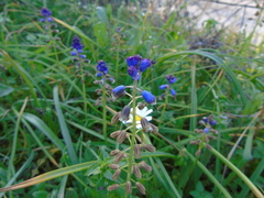 Bellevalia dubia boissieri