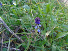 Bellevalia dubia boissieri