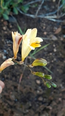 Freesia corymbosa