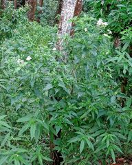 Austroeupatorium inulifolium