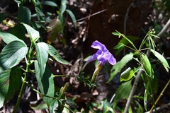 Ruellia breedlovei