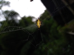 Gasteracantha transversa