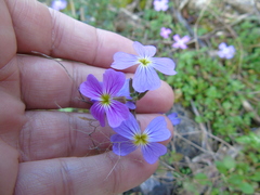 Malcolmia