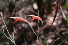 Dicliptera sciadephora