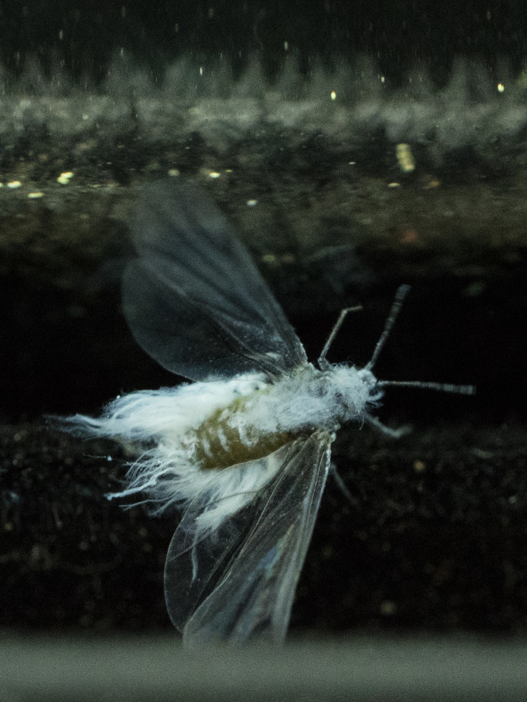 Woolly Apple Aphid