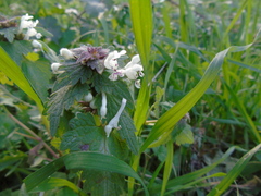 Lamium bifidum