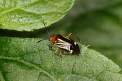 Horciasinus signoreti