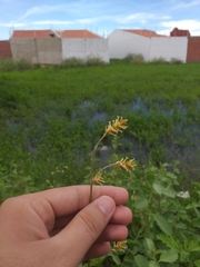 Froelichia humboldtiana